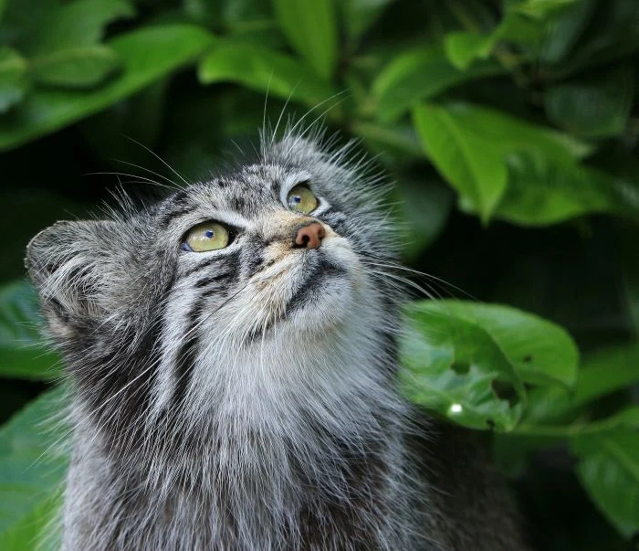 Portrétní fotografie kočky manul hledící nahoru mezi zelenými listy.