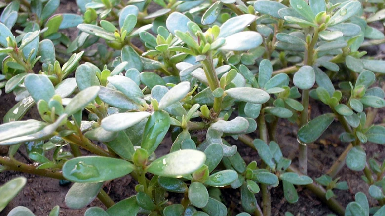 Purslane plant close-up