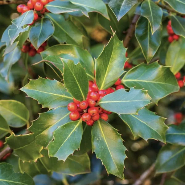 Holly plant with berries