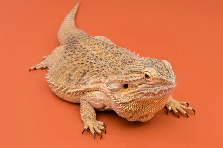 Agama vousatá na oranžovém pozadí s detailní texturou kůže.