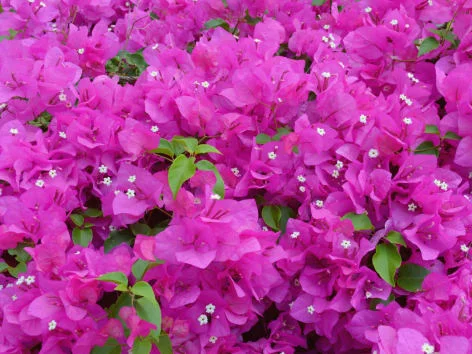 Rozkvétající růžová bougainvilea s malými bílými květy.
