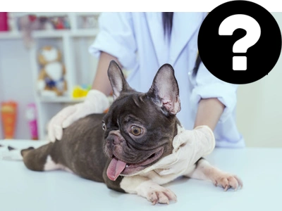 Frenchie pes je v ordinaci veterináře s obvazy na krku.