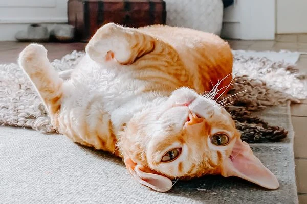Oranžová kočka Cornish rex leží na zádech.