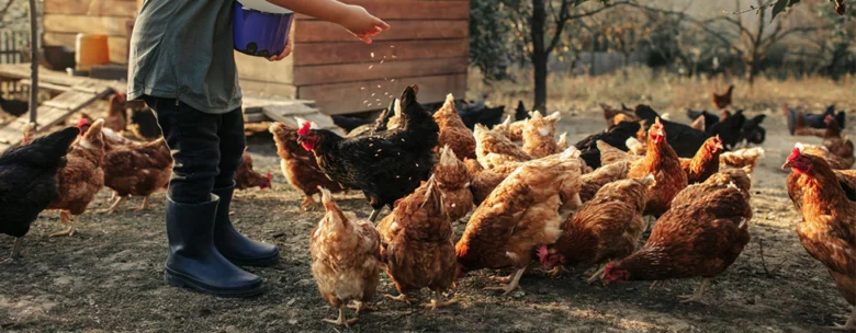 Farmař krmit slepice kukuřicí na dvoře.