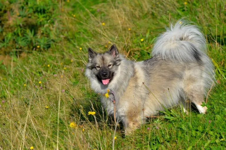 Keeshond pes v trávě na venkovní procházce