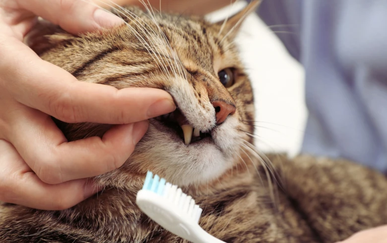 Kočičí zuby při péči o ústní hygienu s kartáčkem