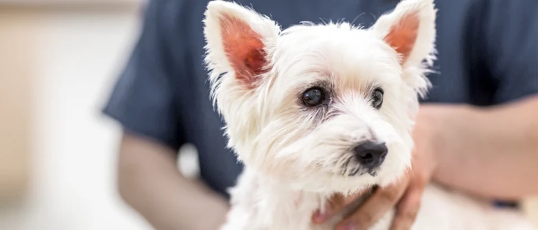 Portrét bílé fenky držené v rukou veterináře.
