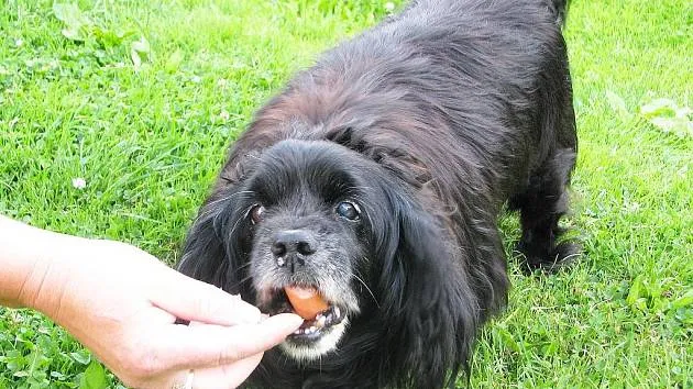 Černý kříženec pes dostává svačinu z ruky.