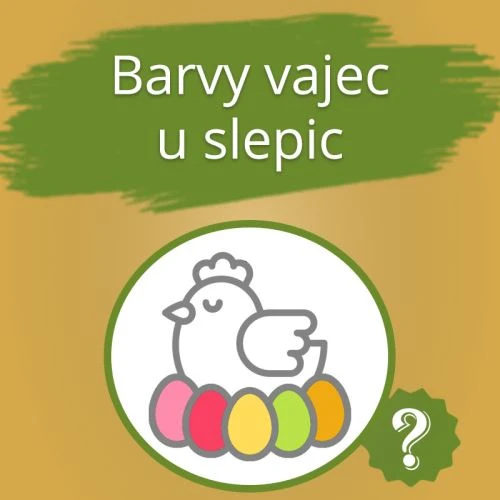 Kura sedí na barevných vajíčkách s otazníkem.