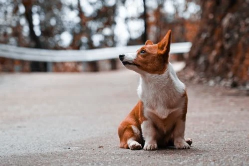Havrančí corgí sedící na cestě v lese