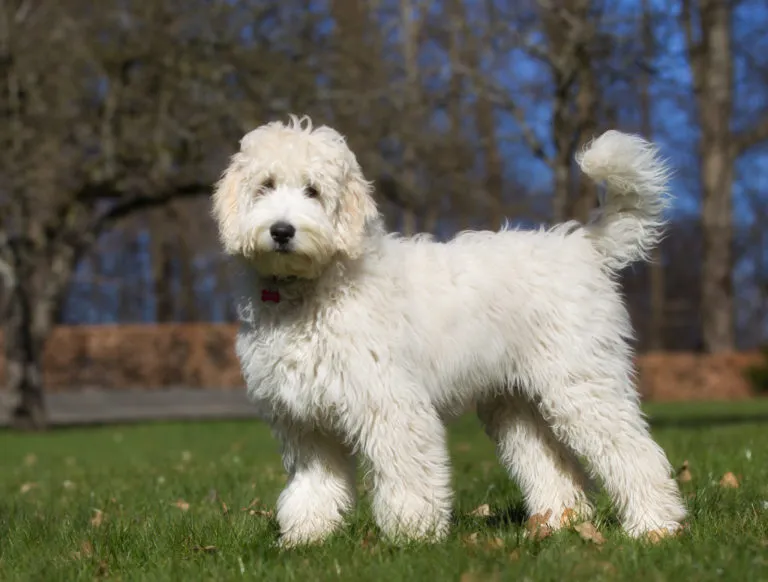 Bílý labradoodle stojí na trávníku v přírodě.