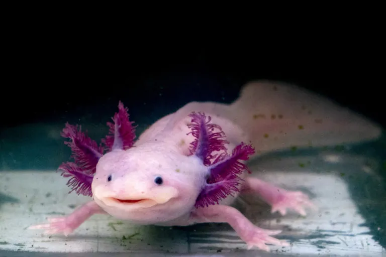 Růžový mexický mlok s pestrými žábry v akváriu.