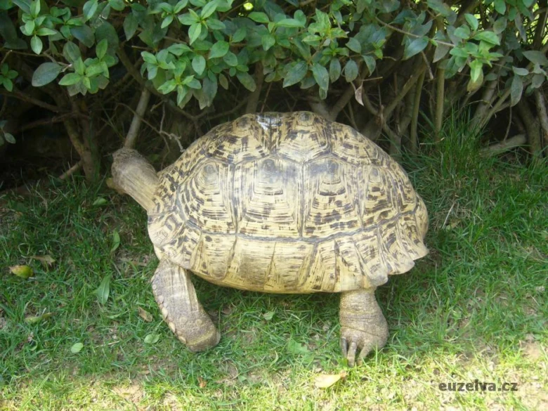 Velká želva pardálí chodící po trávě.