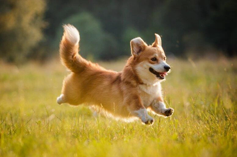 Šťastný welsh corgi běží po sluneční trávě s otevřenou pusou.