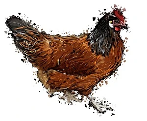Ilustrace hnědého slepice s černým hřívou.