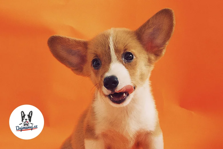 Štěně corgi s jazykem venku na oranžovém pozadí