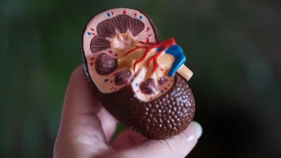Anatomický model ledviny s viditelnými vnitřními strukturami.