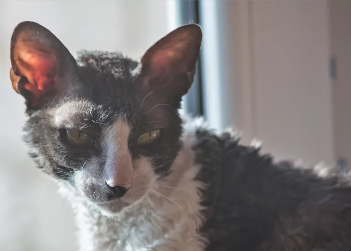 Portrét černobílé kočky rasy Cornish rex.