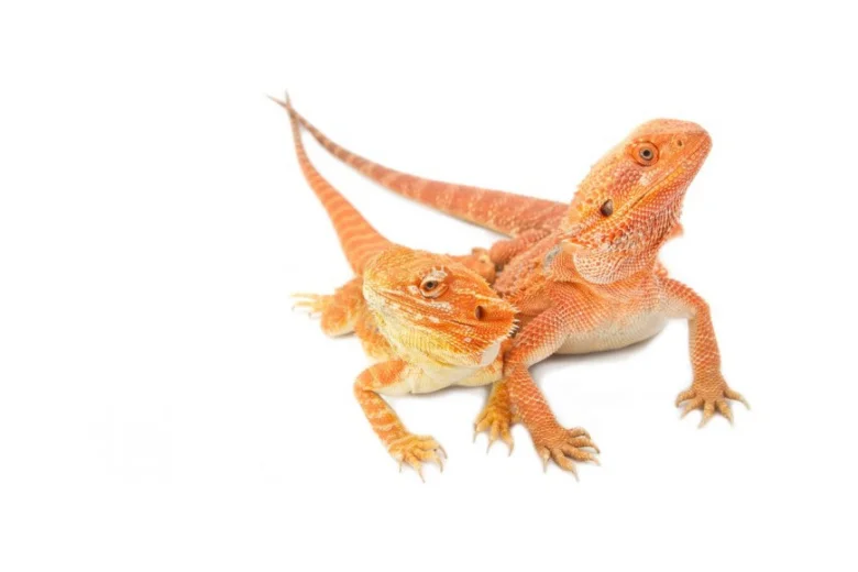 Dva oranžoví agama vousatá na bílém pozadí.