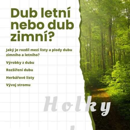 Grafika s otázkou o dubu letním a zimním v lesní krajině.