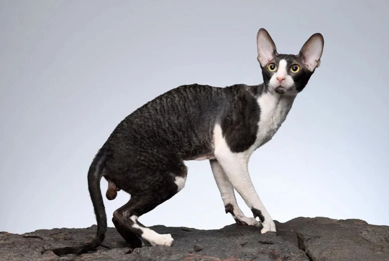 Černobílá kočka rasy cornish rex na skále.