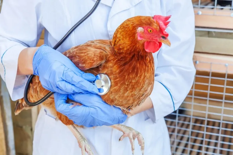 Veterinář vyšetřuje slepici stetoskopem