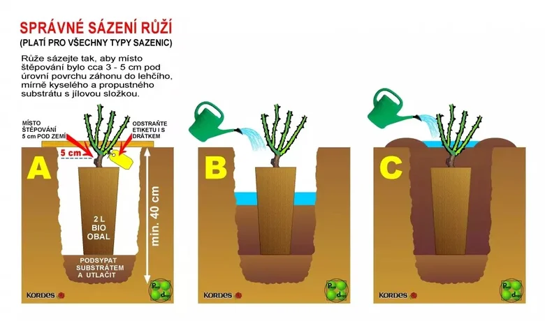 Správné zasazení růže z kytice do zahrady