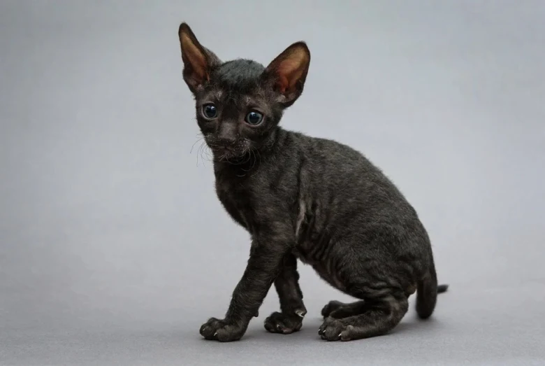 Malá kočka cornish rex s tmavou srstí sedící na šedém pozadí.