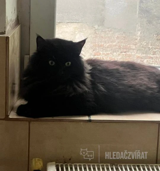 Černé koťátko sedící na parapetu u okna.