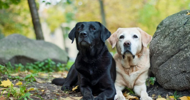 Dva labradoři sedící vedle sebe venku.
