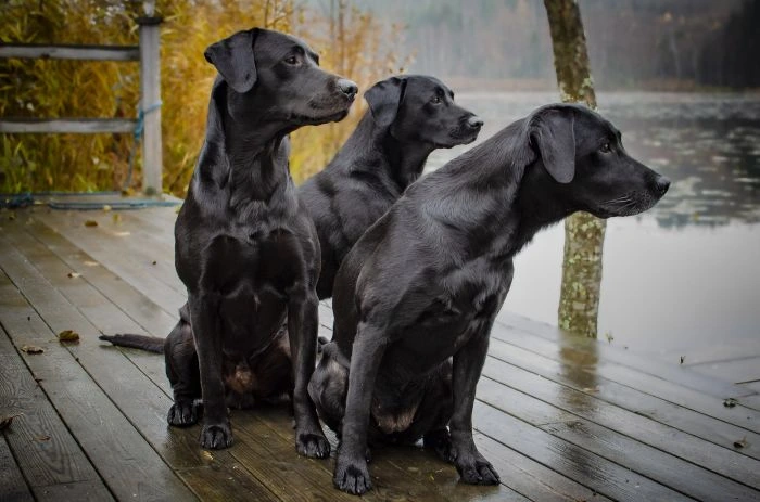 Tři černí labradorský retriever sedící na dřevěném molo.