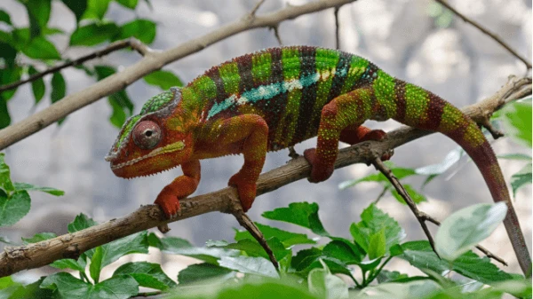 Jemenský kameleon na větvi v přírodě