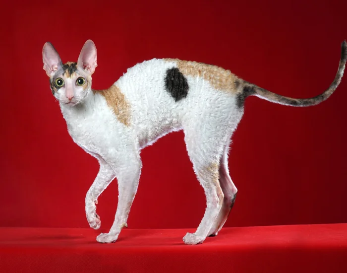 Bílá kočka rasy Cornish rex na červeném pozadí.