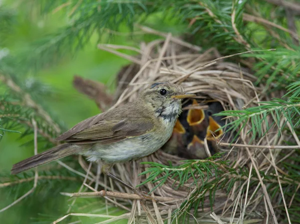 Lesser whitethroat bird in nest