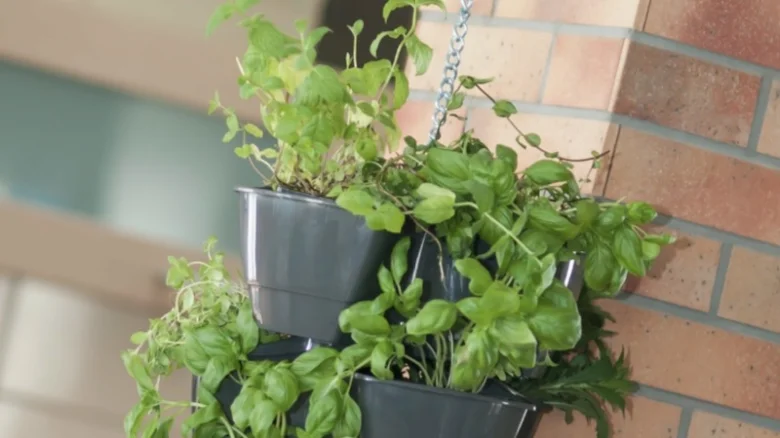 Bylinky rostoucí v visících květináčích na balkóně.