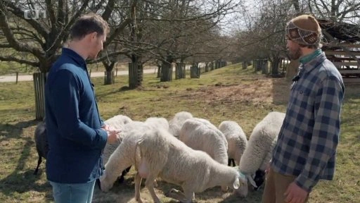 Muži stojí mezi ovci na pastvě v přírodě.