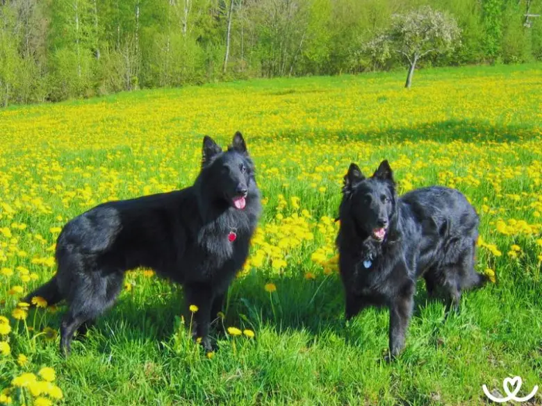 Dva belgičtí ovčáci groenendaal stojí na louce s žlutými květy.