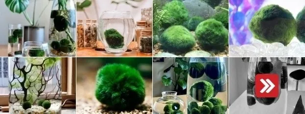Kolekce zelených řasokoulí v nádobách s bílými kamínky.