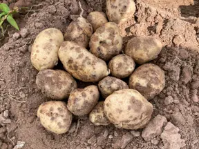 Sklizené brambory s viditelnou strupovitou kůrou na zemi.