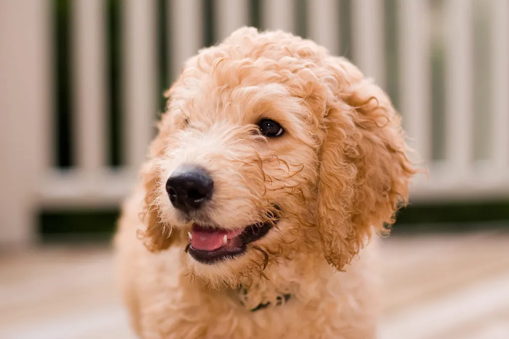 Blízko záběr na štěně labradoodle s kudrnatou srstí.