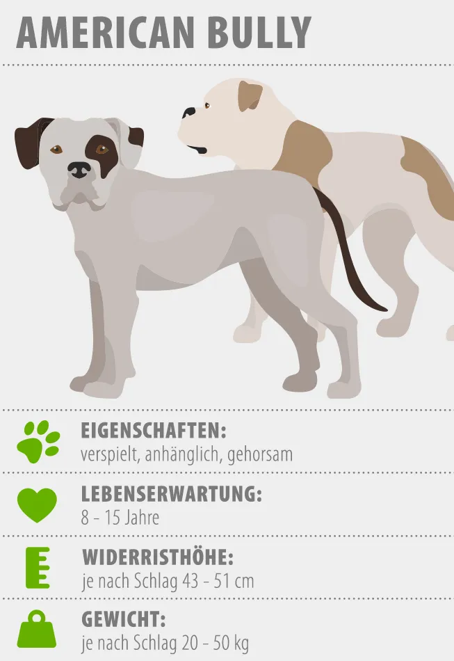 Infografika o plemeni americký buli s vlastnostmi a rozměry.