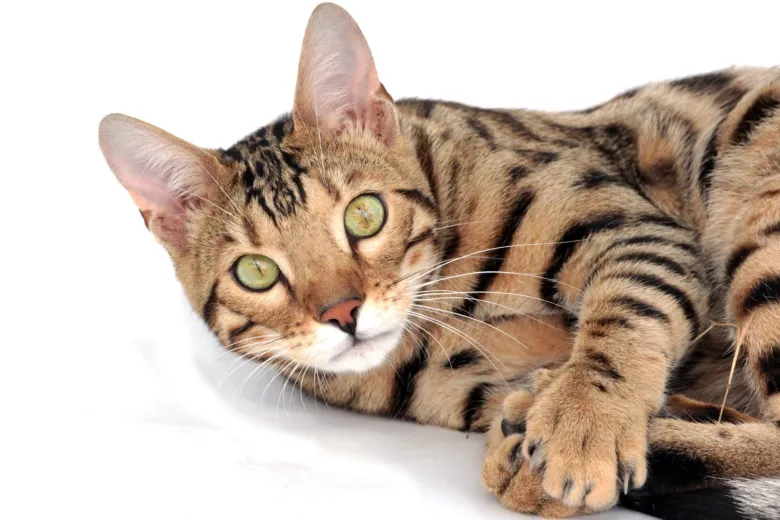 Leopardí kočka leží na bílém pozadí s výraznou skvrnitou srstí.