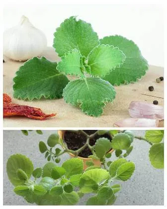 Plectranthus amboinicus - čerstvé listy i rostlina v květináči