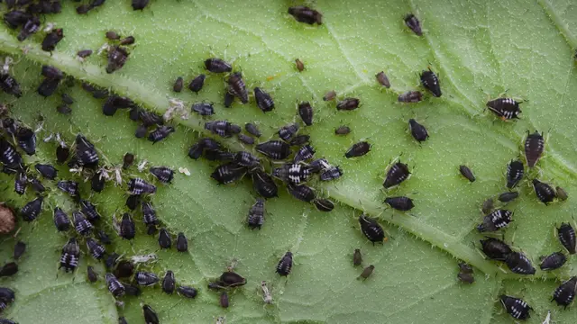 Pest křoví na listu meruňky