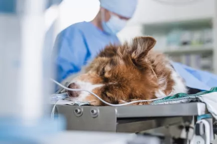 Pes po kastraci v nemocnici s veterinářem