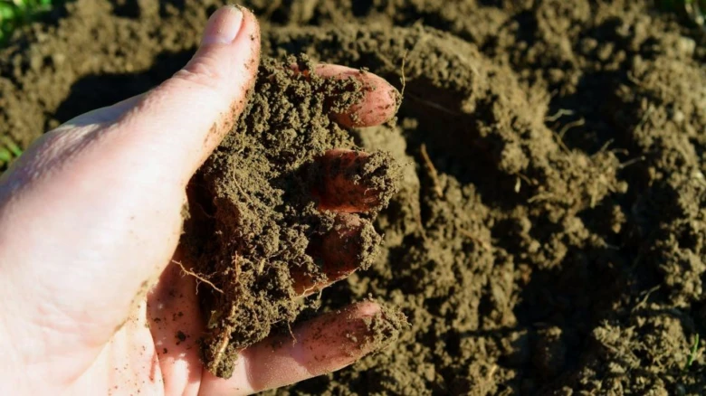 Ruce drží zeminu s kořeny brambor pro článek o strupovitosti.
