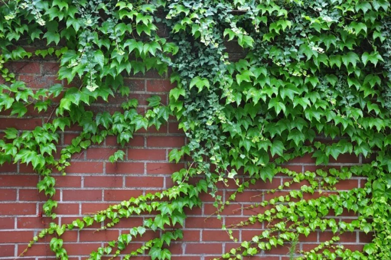 Pětistopá parthenocissus rostoucí po zdi.