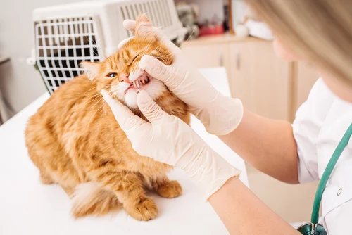 Veterinář zkoumá ústa kočky při vyšetření.