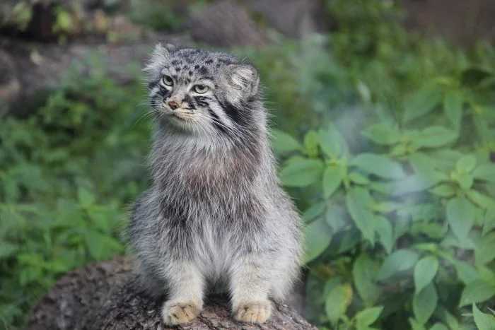 Přirozený portrét kočky manul sedící na kmeni.