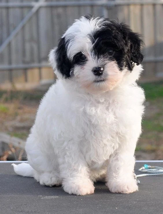 Puppy sitting on table
